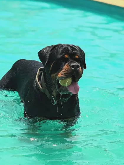 This Rottweiler is having the time of his life playing fetch in the pool. It's one of the most popular activities at the camp.