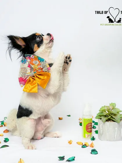 Strike a pose! This little model is showing off their new look after a professional grooming session. We love capturing your pet's personality.