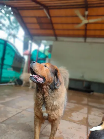 This handsome Tibetan Mastiff looks up, enjoying the atmosphere. We ensure our large breed guests have plenty of space to be comfortable.