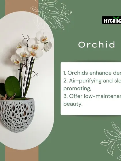 Orchids are not just for decoration. They are also air-purifying, sleep-promoting, and offer low-maintenance beauty for your home.