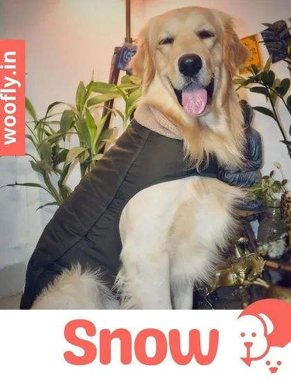 Snow the Golden Retriever is ready for his close-up. I ensure every pet I groom is left feeling comfortable and looking their absolute best.