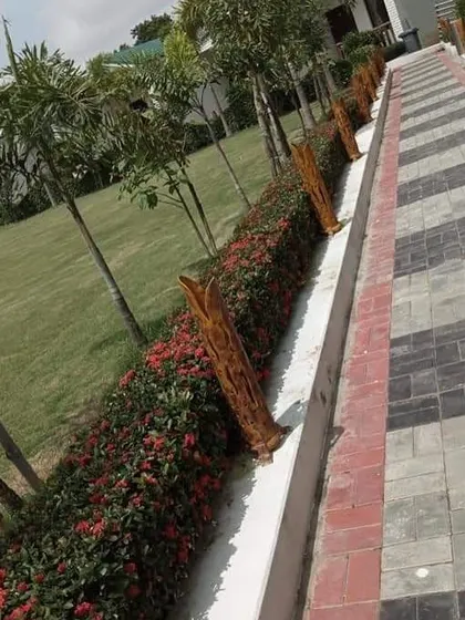 A paved pathway in a resort or park, lined with a hedge of bright red Ixora flowers and young palm trees. This combination adds both color and structure to the landscape.