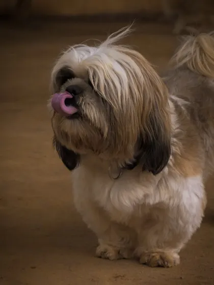 A cute moment captured as one of our Shih Tzus licks its lips, probably after a tasty treat or a good play session.