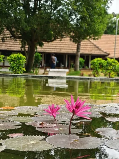Pink water lilies bloom gracefully in our pond during the monsoon season. Their beauty is a symbol of purity and renewal, reflecting the essence of our Ayurvedic treatments.