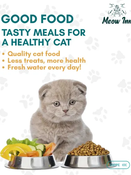Good food is the foundation of good health. This graphic explains the importance of quality meals and fresh water, which are standard at Meow Inn.