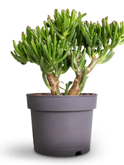 The Crassula Ovata Gollum, also known as Finger Jade, is a unique variety of the lucky Jade plant. Its interesting tubular leaves make it a captivating addition to your collection.