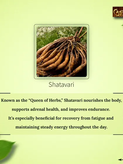 Shatavari, known as the "Queen of Herbs," is a key ingredient for energy. It nourishes the body, supports adrenal health, and improves endurance, helping you recover from fatigue.