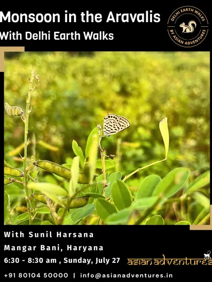A Common Pierrot butterfly rests on a plant at Mangar Bani. Our monsoon tree trail in the Aravallis also focuses on the insects that are active during this lush season.