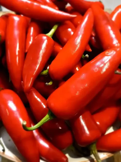 I select each red chilli carefully to ensure the best flavor and heat for my pickle batches.