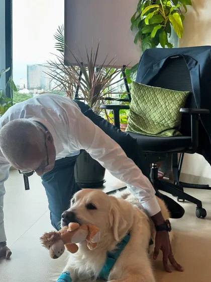 A huge part of socialization is building trust with strangers. Here's Coco, a gentle Golden Retriever, calmly enjoying pets from new friends during an office visit.
