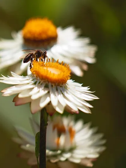 A honey bee is captured in sharp focus as it gathers pollen from a white and yellow daisy. This macro shot freezes a moment of nature's busy work.