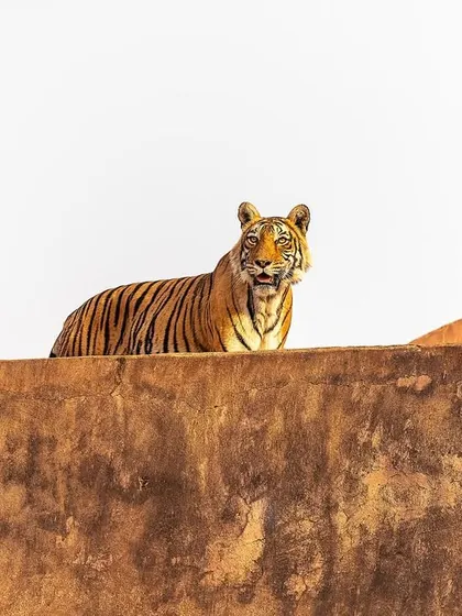 A truly unique Ranthambore moment: Ladali T8 perched atop Gate 6. This shows how tigers in this park have adapted to the historical structures, offering one-of-a-kind photo opportunities.