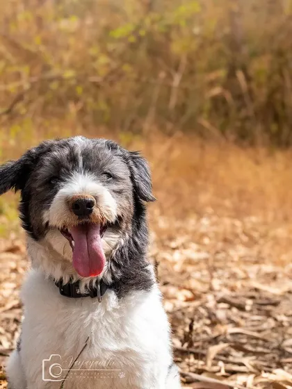 My dog Ollie, with a muddy nose and a happy grin after a fun time exploring. Life lessons from a pup!