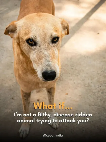 What if the street dog you see isn't a filthy animal trying to attack you, but a scared individual just trying to survive? My work is to advocate for their right to exist peacefully.