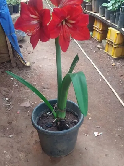 New blooms at the farm. This vibrant red Amaryllis lily is a showstopper, producing large, beautiful flowers that can brighten any room.