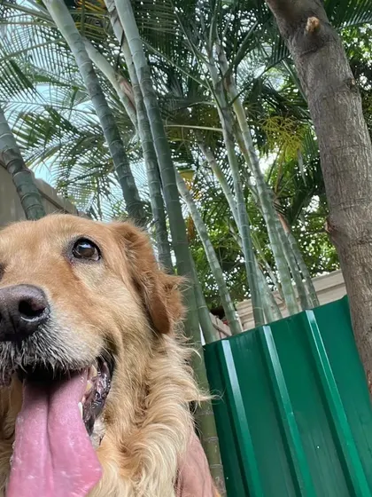 A beautiful golden retriever enjoying the shade of the palm trees in our yard. It's a little slice of paradise for them.