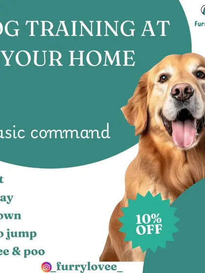 I offer training for all the basic commands needed for a well-mannered dog at home, including sit, stay, down, no jump, and potty training.