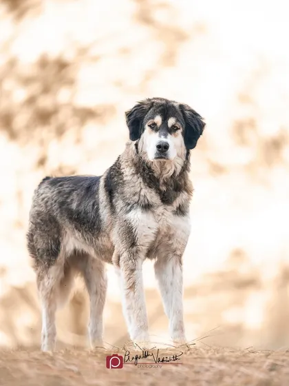 The disapproving look of a majestic Gaddi dog. They are serious working animals, and earning their trust is a rewarding experience.