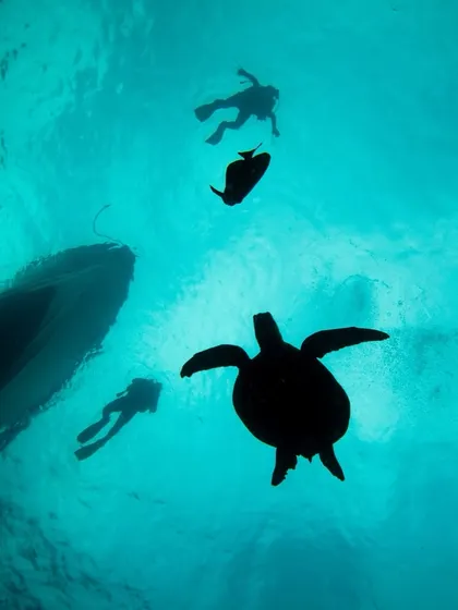Some moments feel like a dream. Sharing the water with a graceful sea turtle as the sun filters from above is an experience that stays with you forever.