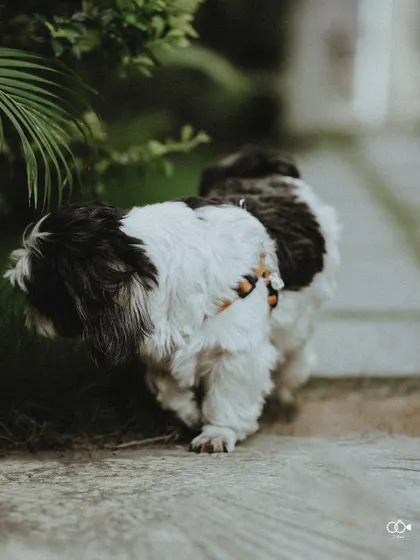 A close-up of a cute shih tzu, the couple's beloved pet, who was part of their pre-wedding story.