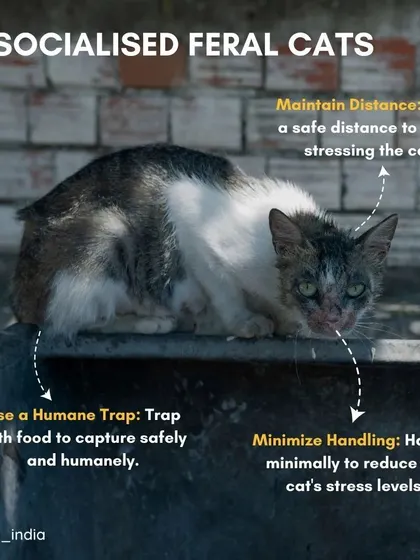 How to approach unsocialized feral cats: maintain a safe distance to avoid causing stress, use a humane trap with food to capture them safely, and minimize handling as much as possible.
