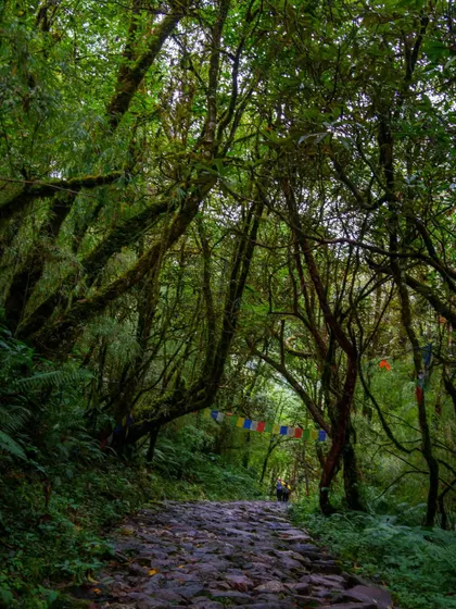 The trail to Annapurna Base Camp is as magical as the destination. Here, a stone-paved path winds through a lush, mossy forest, with prayer flags adding a touch of spiritual serenity to the journey.