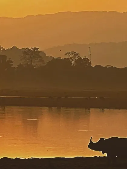 A Greater One-horned Rhino is silhouetted against the golden glow of a sunset in Kaziranga National Park, Assam. My Indian tours also focus on the other incredible wildlife that shares the tiger's habitat.
