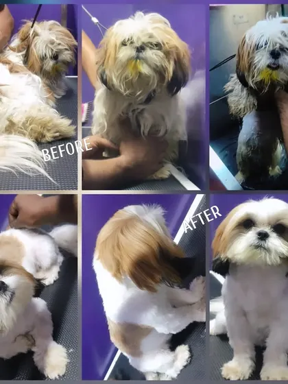 This before and after collage highlights the dramatic difference a professional grooming session can make. We carefully remove overgrown fur, giving this Shih Tzu a comfortable and stylish new look.