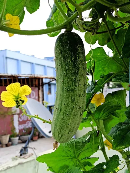 A perfect cucumber growing on a vine in my terrace garden. It's amazing to see vegetables and their beautiful yellow flowers co-existing.