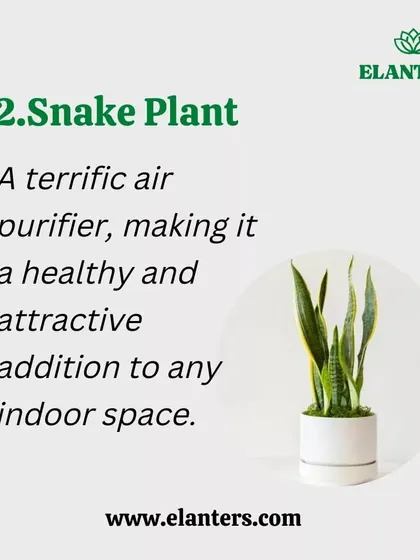 The Snake Plant is a champion air purifier. It's known for converting CO2 into oxygen at night, making it a perfect and healthy addition to your bedroom.