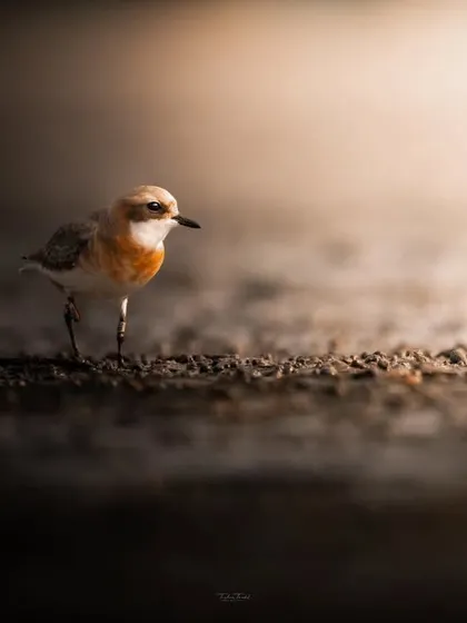 A Sand Plover takes a tentative step on the wet sand, its small form and delicate features captured in beautiful light.