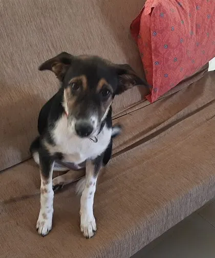 Kaali patiently waiting on the couch, hoping her new family will come for her soon. She is a perfect example of how wonderful and adaptable rescued Indie dogs are.
