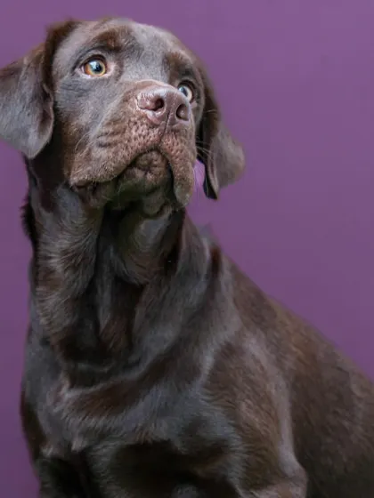 A thoughtful, upward gaze from Loki. The simple background and beautiful lighting create a timeless, classic pet portrait.