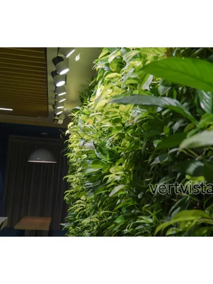 This close-up view highlights the healthy, vibrant Peace Lily plants within one of our corporate green wall projects. Proper lighting and plant selection are key to ensuring our installations thrive indoors.