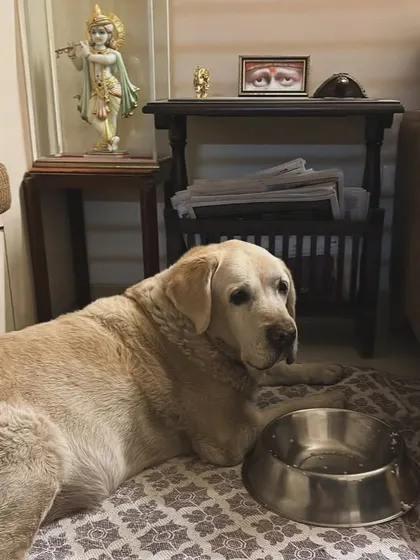 These additional photos showcase the variety of wonderful dogs I have the pleasure of caring for, each with their own unique charm and personality. From playful moments to quiet cuddles, every interaction is special.