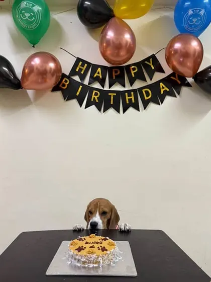 The look of pure anticipation. Bingo the Beagle peeking over the table at his Zara Coconut Cake, made with ingredients that are great for a healthy skin and coat.