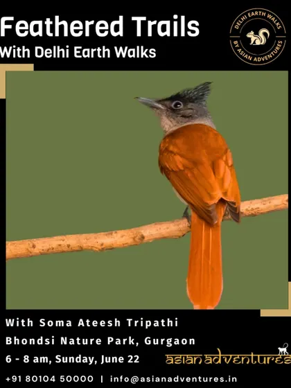 The Asian Paradise Flycatcher, a bird with an exceptionally long and elegant tail. Our "Feathered Trails" walk at Bhondsi Nature Park offers a chance to spot this breathtaking bird in the Aravalli foothills.