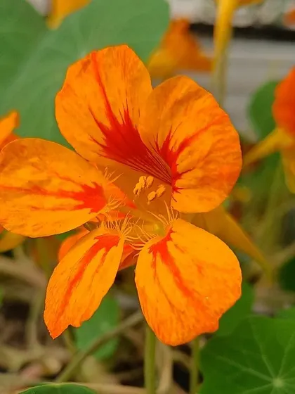 Another shot of a beautiful nasturtium flower. We grow a variety of edible flowers to provide chefs with unique and colorful ingredients.