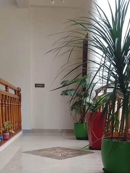 A vibrant corridor brought to life with colorful planters. The tall, spiky leaves of the Dracaena plant add a dramatic flair, while the different pot colors create a playful and eclectic vibe.