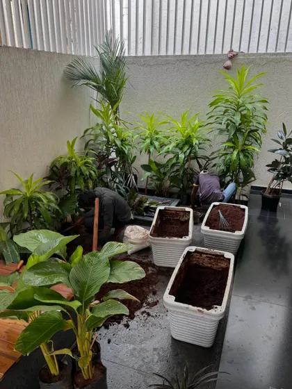The process of creating an indoor courtyard. Our team is seen here preparing the space, filling planters, and carefully placing each plant to create a serene and beautiful indoor garden.