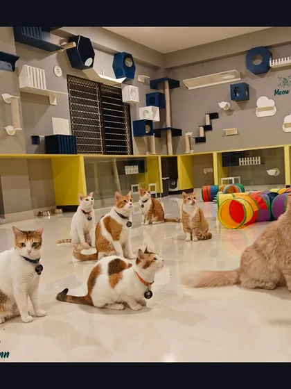 Another angle of our happy guests in the main room. The clean, bright flooring and custom cat furniture are all part of creating a premium experience.