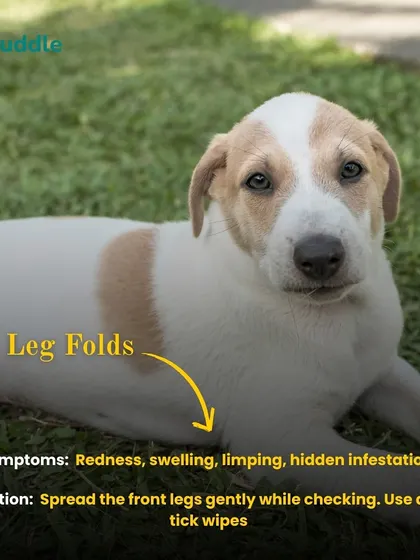 Leg folds are another sneaky spot where ticks can hide. This image points out the area and suggests using anti-tick wipes to keep these sensitive spots clean and protected.