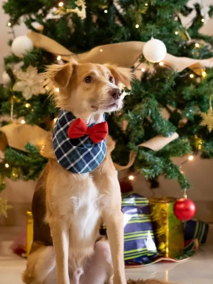 A handsome dog looking sharp in his plaid bowtie, posing perfectly in front of a beautifully lit Christmas tree. These classic portraits are timeless keepsakes.