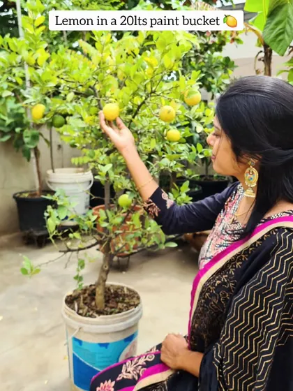 You do not need a huge space, just a little patience. This lemon tree is growing happily in a recycled 20-liter paint bucket, proving that you can be creative with your containers.