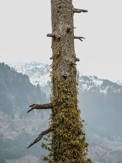 The trunk of a moss-covered tree in the mountains. I love focusing on the textures and details of the natural world.
