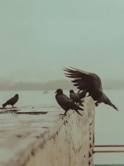 Pigeons take flight from a ledge by the water, a moment of dynamic action.