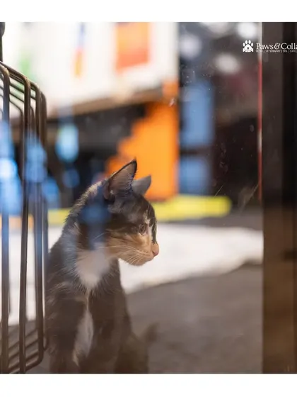 A beautiful cat looks out from a window, waiting patiently for its forever family. We work with wonderful organizations like CUPA and CARE to find homes for deserving cats and dogs.