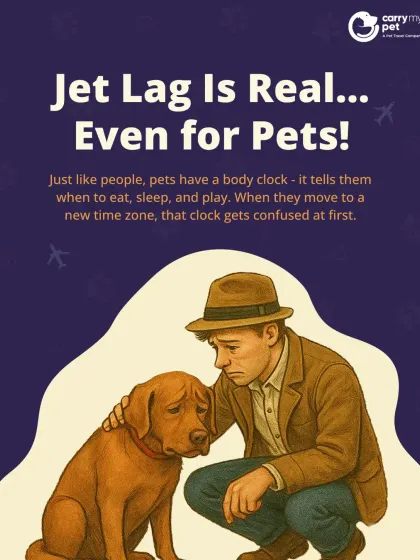 Jet lag is real, even for pets. When your pet moves to a new time zone, their internal body clock gets confused, affecting their sleep and hunger cues.