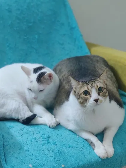 Welcome back, Goru and Kalu. These two bonded cats are back for another stay, cuddling on a soft blue blanket.