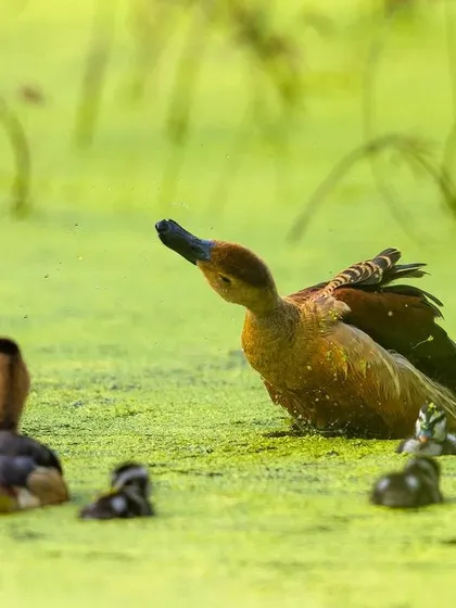 A moment of activity as one of the parent ducks flaps its wings, while the chicks swim nearby.